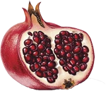 Granatapfeö Granatapfeö